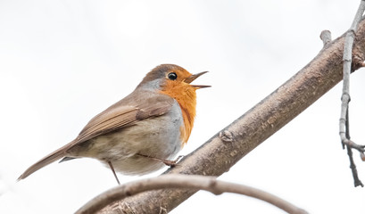 Fototapeta premium Singendes Rotkehlchen auf einem Ast