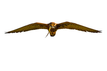 Obraz premium Flying Falcon. Isolated birds. White background. Lesser Kestrel. Falco naumanni.