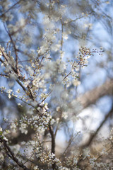Natural spring flower, many blooming beauty flowers