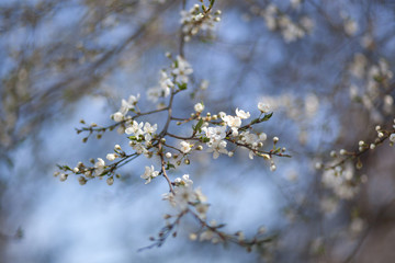 Natural spring flower, many blooming beauty flowers