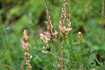 Pink flowers sainfoin growing in meadow grasses