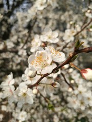 cofFiori di biancospino