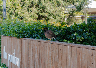 Common Myna on a branch