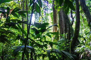 Türaufkleber Dschungel Amazonas-Wald im Madidi-Nationalpark, Bolivien