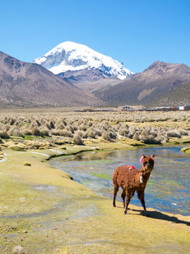 Llamas and alpacas graze in the mountains with Mount Sajama behind. Bolivia