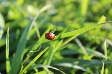 Ladybug crawling on green grass on a sunny summer day