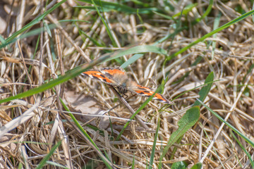 Colorful butterfly on the field in the grass