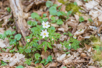 white flowers in the forest