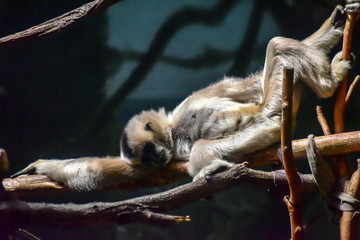 chimpanzee
