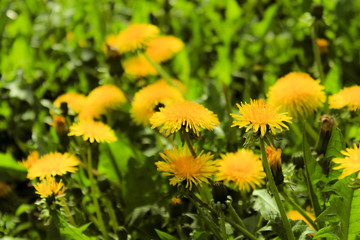 dandelions in a meadow