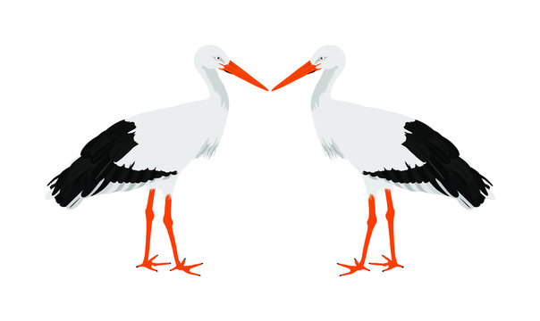 Stork couple in love vector illustration isolated on white background. Visitant, bird migration symbol. Baby time. Spring coming symbol.