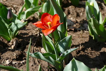 red tulips on grassy lawn in Sigurtà garden park in the village of Valeggio on Mincio river