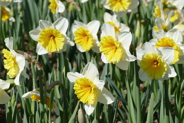 yellow and white narcisus on grassy lawn in Sigurtà garden park in the village of Valeggio on Mincio river