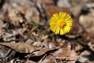 Gelbe Blüte im Wald zwischen trockenem Laub