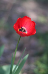 Fototapeta premium Tulip flower