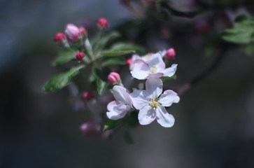 Fototapeta na wymiar Apple in bloom