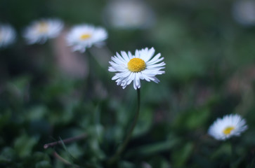 Daisy flowers