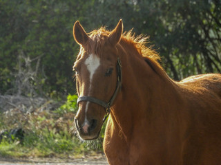 Fototapeta premium cheval marron