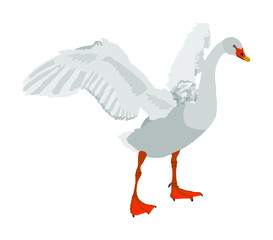 Swan spread wings vector illustration isolated on white background. Goose wide spread wings. Big bird nature pose.