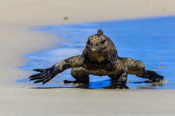 Meerechse.Amblyrhynchus cristatus.Bell, 1825