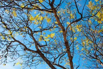 Nature background sky and tree branch.