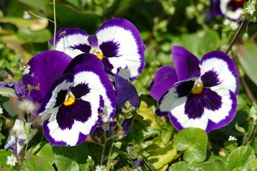 violets on grassy lawn in Sigurtà garden park in the village of Valeggio on Mincio river