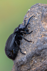 European Oil beetle - Meloe proscarabaeus