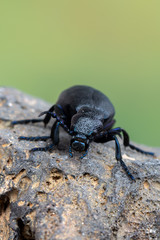 Naklejka premium European Oil beetle - Meloe proscarabaeus