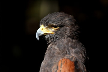 trauriger adler