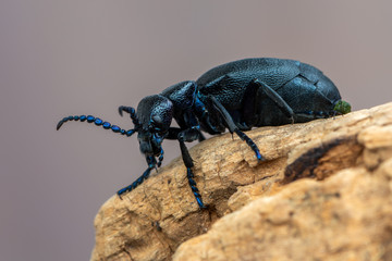 European Oil beetle - Meloe proscarabaeus