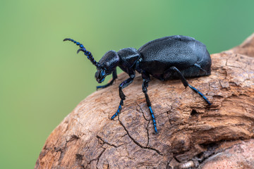 European Oil beetle - Meloe proscarabaeus