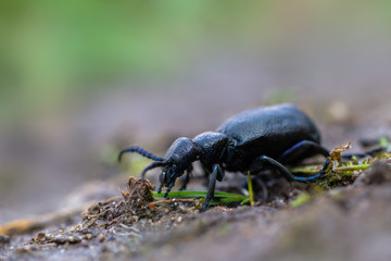 European Oil beetle - Meloe proscarabaeus