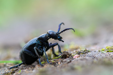 European Oil beetle - Meloe proscarabaeus