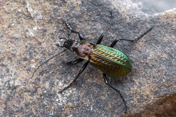 ground beetle - carabus granulatus