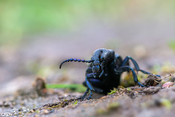 European Oil beetle - Meloe proscarabaeus