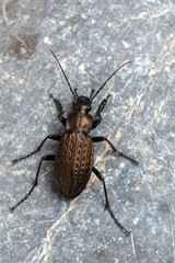 ground beetle - carabus granulatus