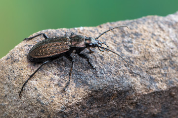 ground beetle - carabus granulatus