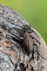 ground beetle - carabus granulatus