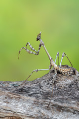 mantis - empusa sp.
