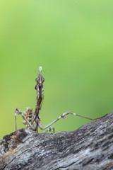mantis - empusa sp.