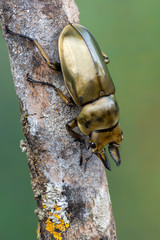 stag beetle - allotopus sp.
