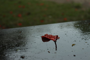 red petal in rain