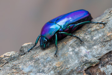 rose chafer beetle - Chlorocala africana oertzeni