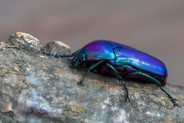 rose chafer beetle - Chlorocala africana oertzeni