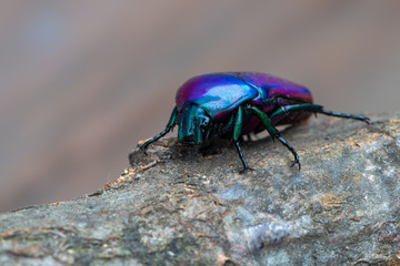 rose chafer beetle - Chlorocala africana oertzeni