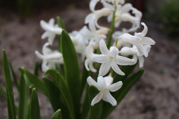 white flower