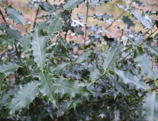 plants
