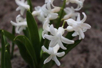 white flower