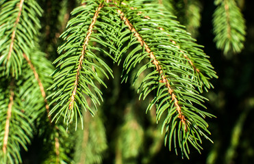 Coniferous pine tree needle green leaves closeup as floral background