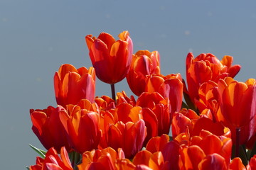 Obraz premium red tulips in water garden in Sigurtà garden park in the village of Valeggio on Mincio river